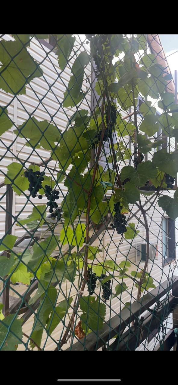 Гостевой дом Сакартвело Архипо-Осиповка-41