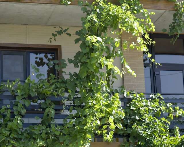 Гостевой дом Сакартвело Архипо-Осиповка-58